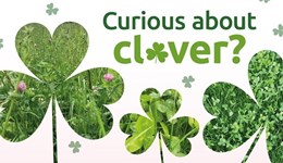 Somerset: Curious about clover?